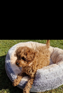 Photo №2 de l'annonce № 139606 de la vente chien bâtard - acheter à Suisse éleveur