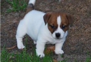 Photo №2 de l'annonce № 50407 de la vente jack russell terrier - acheter à Israël annonce privée