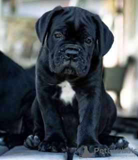 Photo №1. cane corso - à vendre en ville de Berlin | 350€ | Annonce №116819