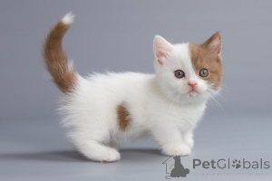 Photo №1. munchkin - à vendre en ville de Berlin | 242€ | Annonce № 155492