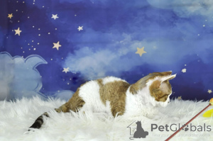 Photo №3. Devon Rex -pentuja adoptoitavaksi. La finlande