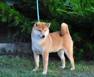 Photo №2 de l'annonce № 12120 de la vente shiba - acheter à Fédération de Russie annonce privée