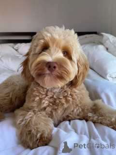 Photo №3. Adorables chiots Labradoodle à vendre en bonne santé et élevés en famille. Allemagne