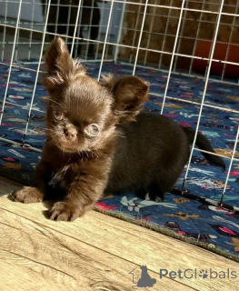 Photo №4. Je vais vendre chihuahua en ville de Munich. éleveur - prix - négocié