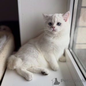 Photo №2 de l'annonce № 165015 de la vente scottish fold - acheter à Allemagne annonce privée, éleveur