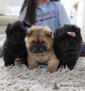 Photos supplémentaires: Chiots mâles Chow Chow à vendre !