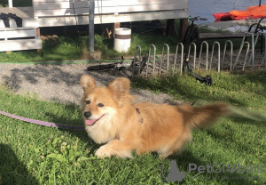 Photo №2 de l'annonce № 66121 de la vente chien bâtard - acheter à Fédération de Russie annonce privée