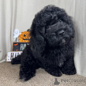 Photo №1. caniche (jouet) - à vendre en ville de Berlin | 500€ | Annonce №178439