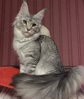 Photo №2 de l'annonce № 162654 de la vente maine coon - acheter à USA éleveur