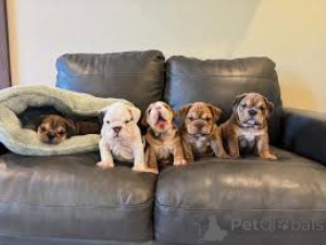 Photo №1. bulldog anglais - à vendre en ville de Paris | 700€ | Annonce №160957