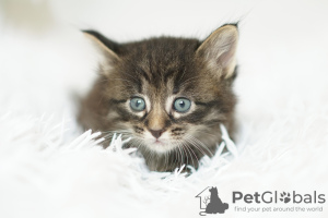 Photos supplémentaires: De charmants chatons en cadeau