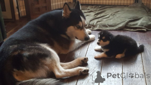 Photo №3. Chiots Malamute d'Alaska. Belgique