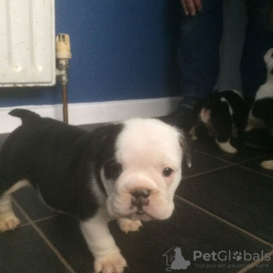 Photo №1. bulldog anglais - à vendre en ville de Cologne | 320€ | Annonce №30086