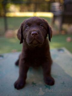 Photo №2 de l'annonce № 178540 de la vente labrador retriever - acheter à Allemagne éleveur