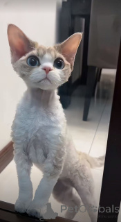 Photo №2 de l'annonce № 157796 de la vente peterbald - acheter à Allemagne de l'abri, éleveur