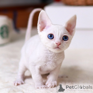 Photo №1. devon rex - à vendre en ville de Arizona | 266€ | Annonce № 152254