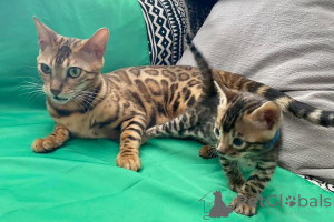 Photo №2 de l'annonce № 153259 de la vente bengal - acheter à Suède annonce privée