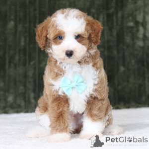 Photo №1. caniche (jouet) - à vendre en ville de Fracasse | 581€ | Annonce №176365