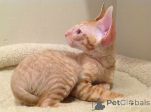 Photo №2 de l'annonce № 173250 de la vente cornish rex - acheter à Saint-Marin annonce privée, éleveur