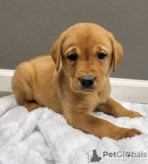 Photo №1. labrador retriever - à vendre en ville de Yorkley | négocié | Annonce №157839