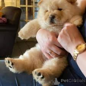 Photo №3. Chiots chow chow. La Grande-Bretagne