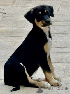 Photo №3. Adorables chiots nus du Mexique (Xoloitzcuintle). Belgique