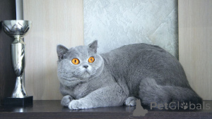 Photo №2 de l'annonce № 144300 de la vente british longhair - acheter à La Grande-Bretagne éleveur