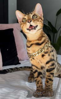Photo №2 de l'annonce № 176657 de la vente bengal - acheter à Australie annonce privée