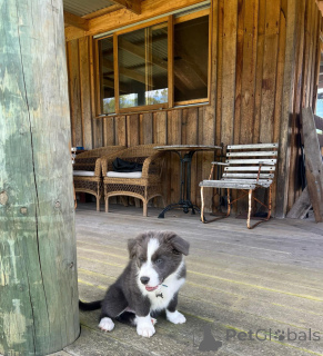 Photo №2 de l'annonce № 178145 de la vente border collie - acheter à Allemagne éleveur