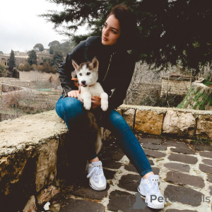 Photo №3. Les chiots husky sibériens sont des compagnons ludiques, curieux et adorables.. République Tchèque