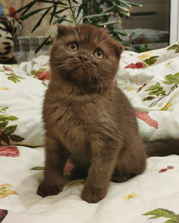 Photo №2 de l'annonce № 2320 de la vente scottish fold - acheter à Ukraine 