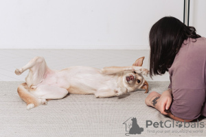 Photos supplémentaires: Écureuil - un chien manquant d'une partie de ses pattes arrière est à la