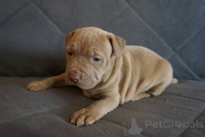 Photo №4. Je vais vendre bull terrier en ville de Knjazevac.  - prix - négocié