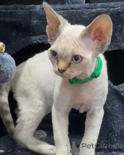 Photo №4. Je vais vendre devon rex en ville de Arivaca.  - prix - 478€