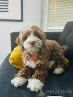 Photo №1. labradoodle - à vendre en ville de Bruxelles | 700€ | Annonce №166594