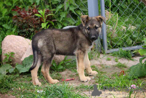 Photos supplémentaires: Les charmants chiots Mark et Mira recherchent de toute urgence un foyer