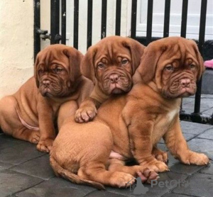 Photo №1. dogue de bordeaux - à vendre en ville de Paris | négocié | Annonce №120642