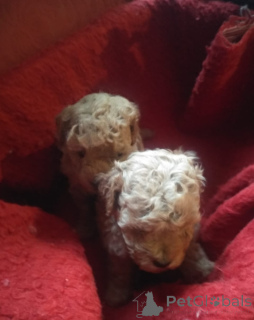 Photo №4. Je vais vendre caniche (nain) en ville de Tbilissi. annonce privée - prix - 638€