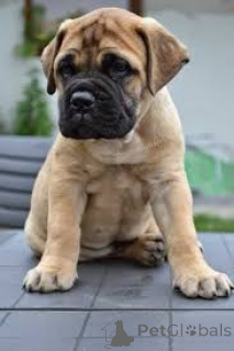Photo №2 de l'annonce № 157192 de la vente bullmastiff - acheter à Allemagne annonce privée, éleveur