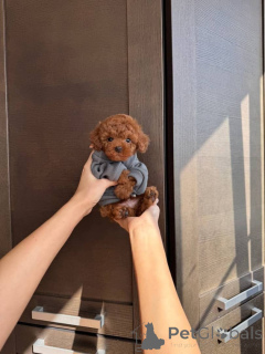 Photo №2 de l'annonce № 175402 de la vente caniche (jouet) - acheter à Lituanie annonce privée, éleveur