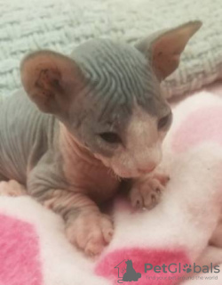 Photo №1. sphynx - à vendre en ville de Ипр | Gratuit | Annonce № 128918