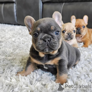 Photo №1. bouledogue - à vendre en ville de Ansubrg | négocié | Annonce №146272