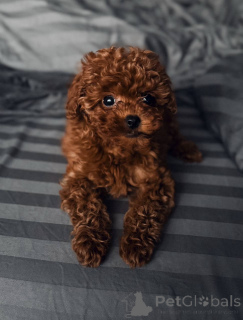 Photo №1. caniche (jouet) - à vendre en ville de Glasgow | 300€ | Annonce №159965