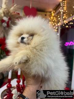 Photo №3. Chiots poméraniens. Serbie