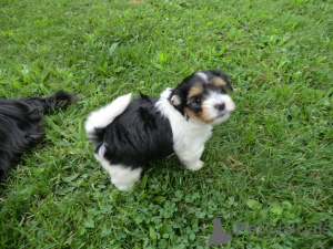 Photo №1. biewer yorkshire terrier - à vendre en ville de Al-Ghuwayriyah | négocié | Annonce №167192