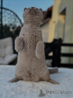 Photo №3. Shorthair britannique de race pure avec une charmante personnalité à vendre. Allemagne