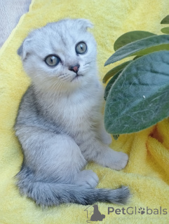 Photo №1. scottish fold - à vendre en ville de Stavropol | 269€ | Annonce № 142833
