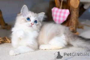 Photo №1. ragdoll - à vendre en ville de Tel Aviv | négocié | Annonce № 159486