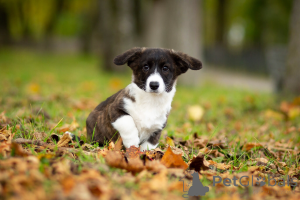 Photo №3. Chiots Welsh Corgi Cardigan. Fédération de Russie