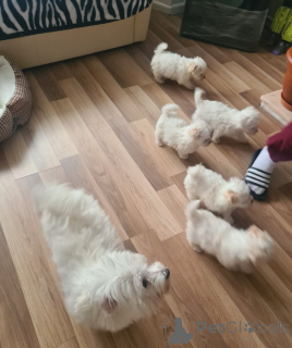 Photo №3. Bichon Frize Welpen. Allemagne